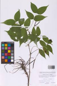 Lathyrus vernus (L.) Bernh., Eastern Europe, Moscow region (E4a) (Russia)
