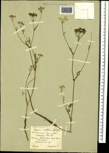 Carum meifolium (M. Bieb.) Boiss., Caucasus, South Ossetia (K4b) (South Ossetia)