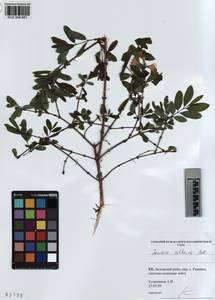 KUZ 004 661, Lonicera caerulea subsp. altaica (Pall.) Gladkova, Siberia, Altai & Sayany Mountains (S2) (Russia)