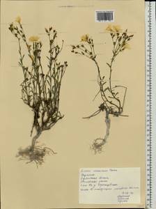 Linum ucranicum Czern. ex Gruner, Eastern Europe, North Ukrainian region (E11) (Ukraine)