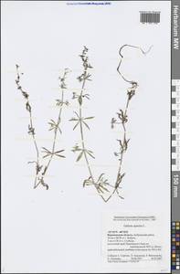 Galium aparine L., Eastern Europe, Central forest-and-steppe region (E6) (Russia)