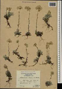 Antennaria caucasica Boriss., Caucasus, South Ossetia (K4b) (South Ossetia)