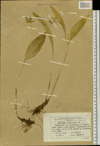 Allium microdictyon Prokh., Siberia, Central Siberia (S3) (Russia)