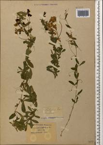 Lathyrus tuberosus L., Caucasus, Krasnodar Krai & Adygea (K1a) (Russia)