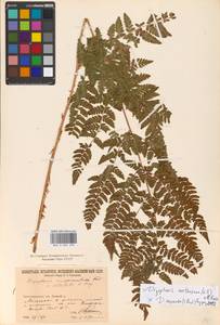 Dryopteris carthusiana × expansa, Eastern Europe, North-Western region (E2) (Russia)