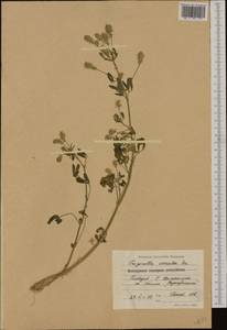 Trigonella caerulea (L.)Ser., Western Europe (EUR) (Bulgaria)