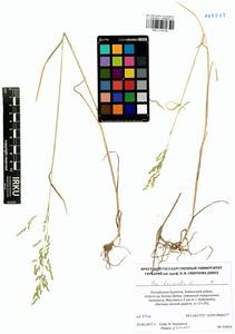 Poa trivialis L., Siberia, Baikal & Transbaikal region (S4) (Russia)