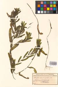 Potamogeton crispus L., Eastern Europe, Moscow region (E4a) (Russia)