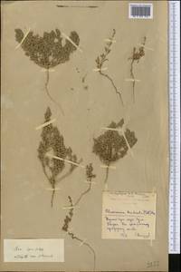 Petrosimonia brachiata (Pall.) Bunge, Middle Asia, Northern & Central Kazakhstan (M10) (Kazakhstan)