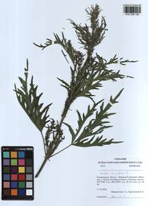 Urtica cannabina L., Siberia, Altai & Sayany Mountains (S2) (Russia)