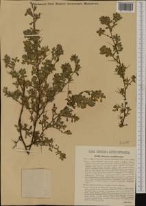 Ononis spinosa subsp. hircina (Jacq.)Gams, Western Europe (EUR) (Hungary)