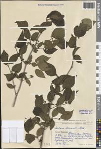 Lonicera maackii (Rupr.) Maxim., South Asia, South Asia (Asia outside ex-Soviet states and Mongolia) (ASIA) (China)