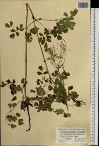 Thalictrum sachalinense Lecoy., Siberia, Russian Far East (S6) (Russia)