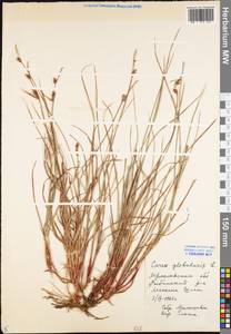 Carex globularis L., Eastern Europe, Central forest region (E5) (Russia)