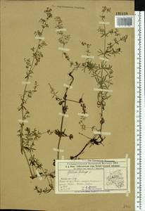 Galium mollugo L., Eastern Europe, Volga-Kama region (E7) (Russia)
