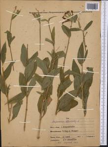 Saponaria officinalis L., Middle Asia, Northern & Central Kazakhstan (M10) (Kazakhstan)