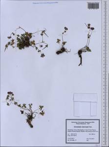 Geranium cinereum Cav., Western Europe (EUR) (North Macedonia)