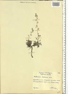 Artemisia hololeuca M. Bieb. ex Besser, Eastern Europe, Central forest-and-steppe region (E6) (Russia)