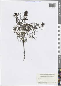 Melampyrum caucasicum Bunge, Caucasus, Georgia (K4) (Georgia)