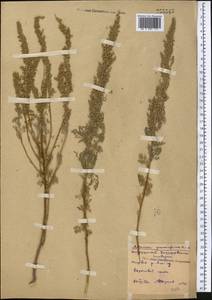 Artemisia abrotanum L., Middle Asia, Northern & Central Kazakhstan (M10) (Kazakhstan)