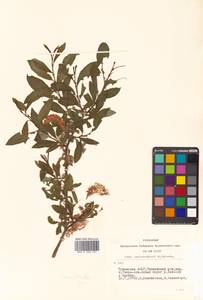 Salix saposhnikovii A. K. Skvortsov, Siberia, Altai & Sayany Mountains (S2) (Russia)