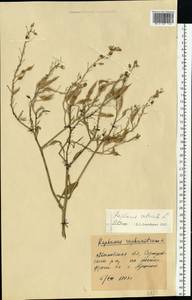 Raphanus sativus L., Eastern Europe, Moscow region (E4a) (Russia)