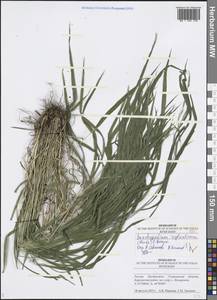 Brachypodium sylvaticum (Huds.) P.Beauv., Eastern Europe, Middle Volga region (E8) (Russia)