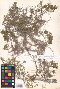 MHA 0 157 340, Thymus calcareus Klokov & Des.-Shost., Eastern Europe, Lower Volga region (E9) (Russia)