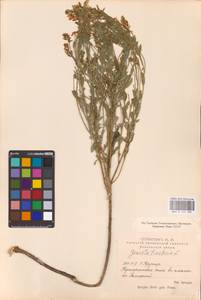 Genista tinctoria L., Eastern Europe, Middle Volga region (E8) (Russia)