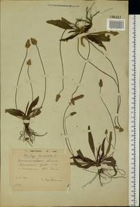 Plantago lanceolata L., Eastern Europe, South Ukrainian region (E12) (Ukraine)