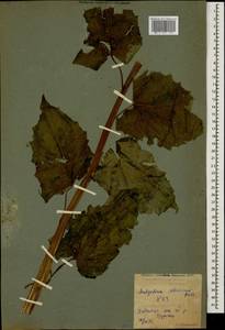 Caucasoseris abietina (Boiss. & Balansa) M. Güzel, N. Kilian, Sennikov & Coskunc., Caucasus, Krasnodar Krai & Adygea (K1a) (Russia)