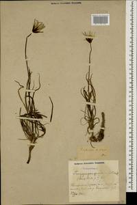 Tragopogon reticulatus Boiss. & A. Huet, Caucasus, Azerbaijan (K6) (Azerbaijan)