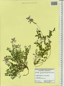 Astragalus alpinus L., Siberia, Central Siberia (S3) (Russia)