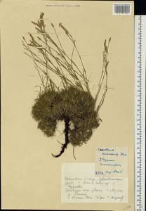 Dianthus acicularis Fisch. ex Ledeb., Eastern Europe, Eastern region (E10) (Russia)