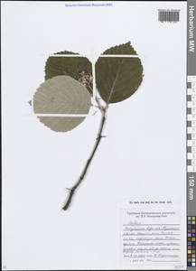Sorbus, Caucasus, Krasnodar Krai & Adygea (K1a) (Russia)