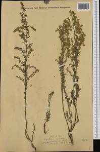Artemisia caerulescens subsp. caerulescens, Western Europe (EUR) (Romania)