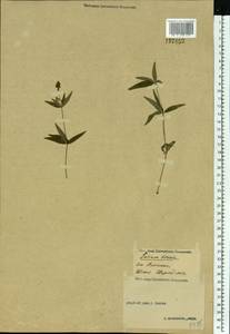 Galium boreale L., Eastern Europe, Volga-Kama region (E7) (Russia)