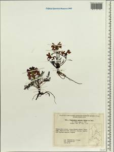 Pedicularis amoena Adams ex Steven, Siberia, Russian Far East (S6) (Russia)
