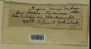 Ptychostomum creberrimum (Taylor) J.R. Spence & H.P. Ramsay, Bryophytes, Bryophytes - Moscow City & Moscow Oblast (B6a) (Russia)