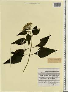 Vernonia, South Asia, South Asia (Asia outside ex-Soviet states and Mongolia) (ASIA) (Vietnam)