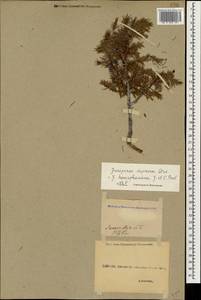 Juniperus communis var. communis, Caucasus, Georgia (K4) (Georgia)
