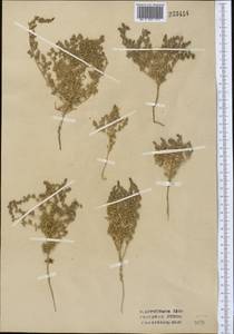 Halocharis hispida (Schrenk) Bunge, Middle Asia, Syr-Darian deserts & Kyzylkum (M7) (Uzbekistan)