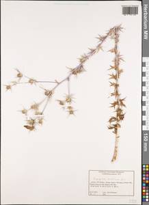 Eryngium creticum Lam., Western Europe (EUR) (Greece)