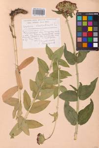 Silene chalcedonica (L.) E.H.L.Krause, Eastern Europe, Middle Volga region (E8) (Russia)