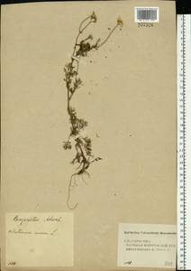 Tripleurospermum inodorum (L.) Sch.-Bip, Eastern Europe, Volga-Kama region (E7) (Russia)