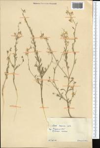 Delphinium, Middle Asia, Syr-Darian deserts & Kyzylkum (M7) (Kazakhstan)