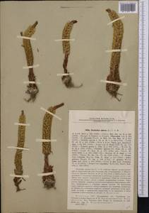 Orostachys spinosa (L.) Mey. ex A. Berger, Middle Asia, Northern & Central Kazakhstan (M10) (Kazakhstan)
