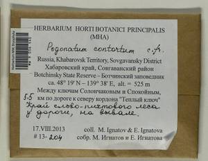 Pogonatum contortum (Menzies ex Brid.) Lesq., Bryophytes, Bryophytes - Russian Far East (excl. Chukotka & Kamchatka) (B20) (Russia)