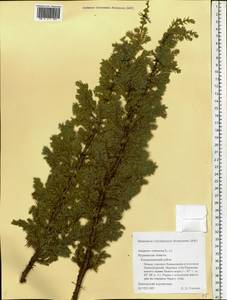 Juniperus communis L., Eastern Europe, Northern region (E1) (Russia)