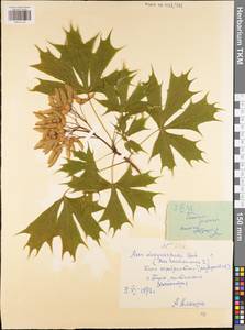 Acer saccharinum L., Eastern Europe, Central region (E4) (Russia)